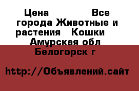 Zolton › Цена ­ 30 000 - Все города Животные и растения » Кошки   . Амурская обл.,Белогорск г.